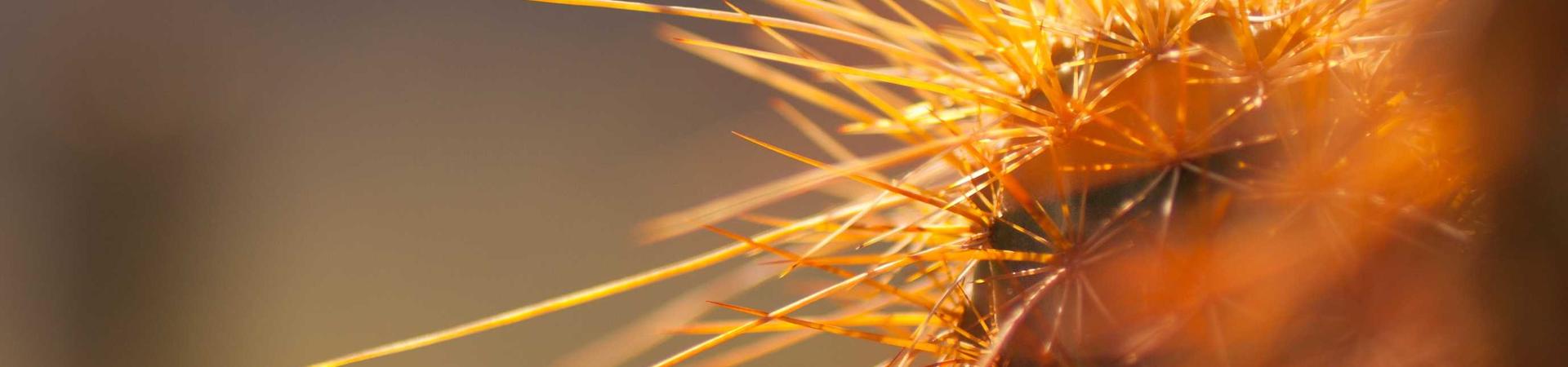 河北雄安鑫丰源农业科技有限公司 &middot; 盐井分公司